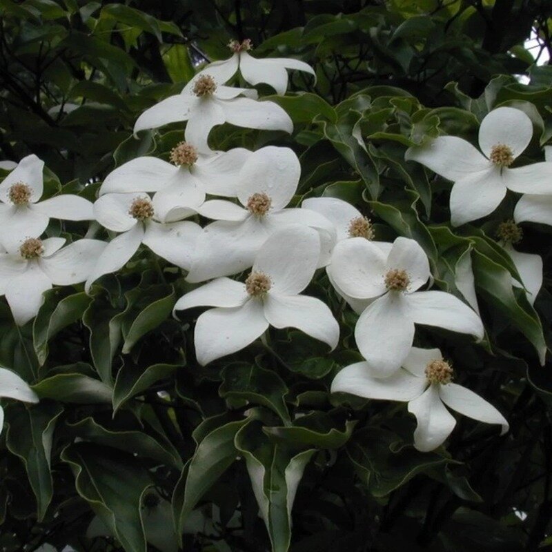 Cornouiller du Japon à grandes fleurs blanches 