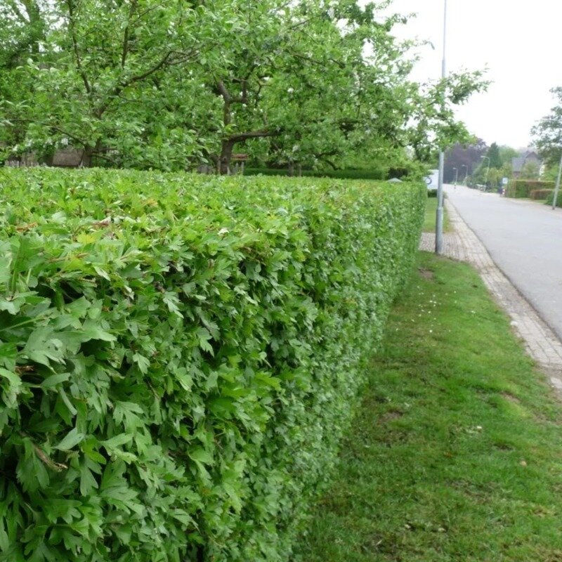 Haie d'aubépine (Crataegus monogyna) 