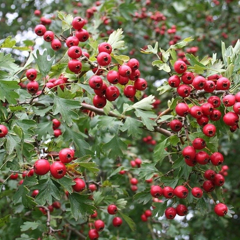 Haie d'aubépine (Crataegus monogyna) 