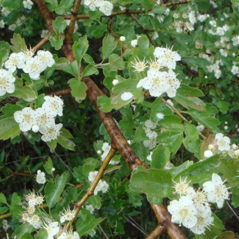 Haie d'aubépine (Crataegus monogyna) Fleurs