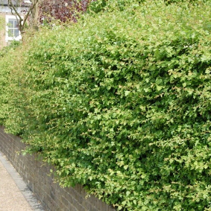 Haie d'aubépine (Crataegus monogyna) 