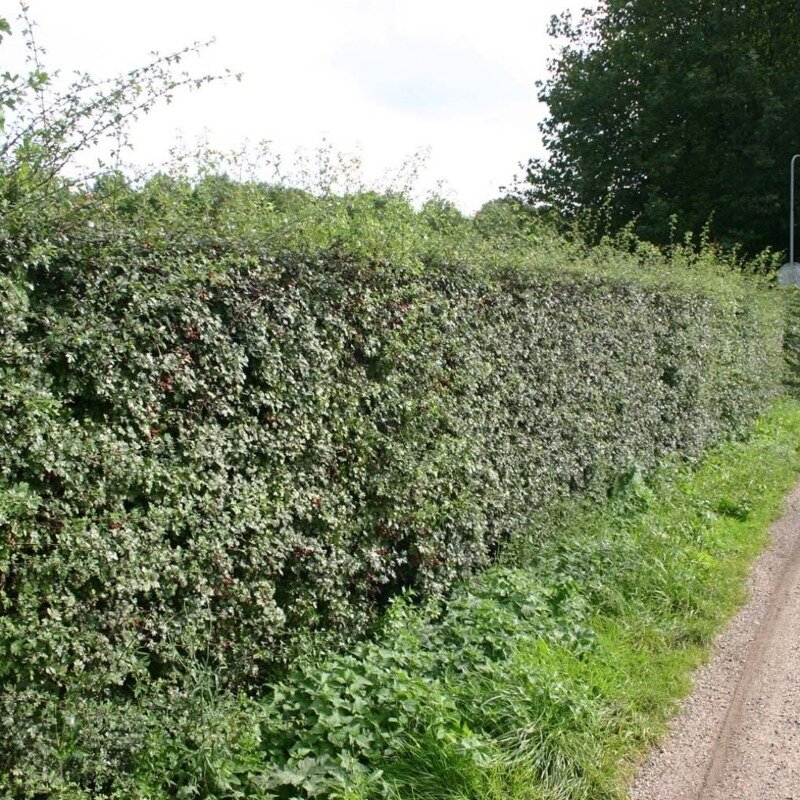 Haie d'aubépine (Crataegus monogyna) 