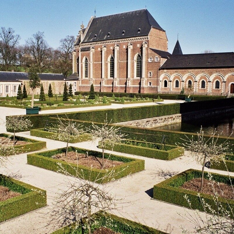 Haie de buis (Buxus sempervirens) 