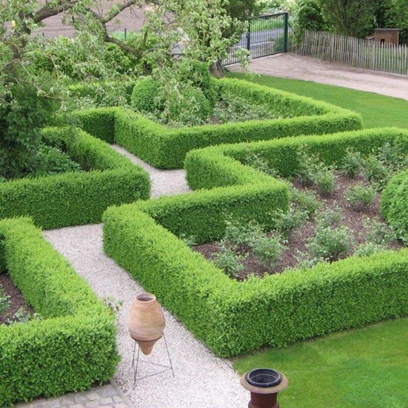 Haie de buis (Buxus sempervirens) 