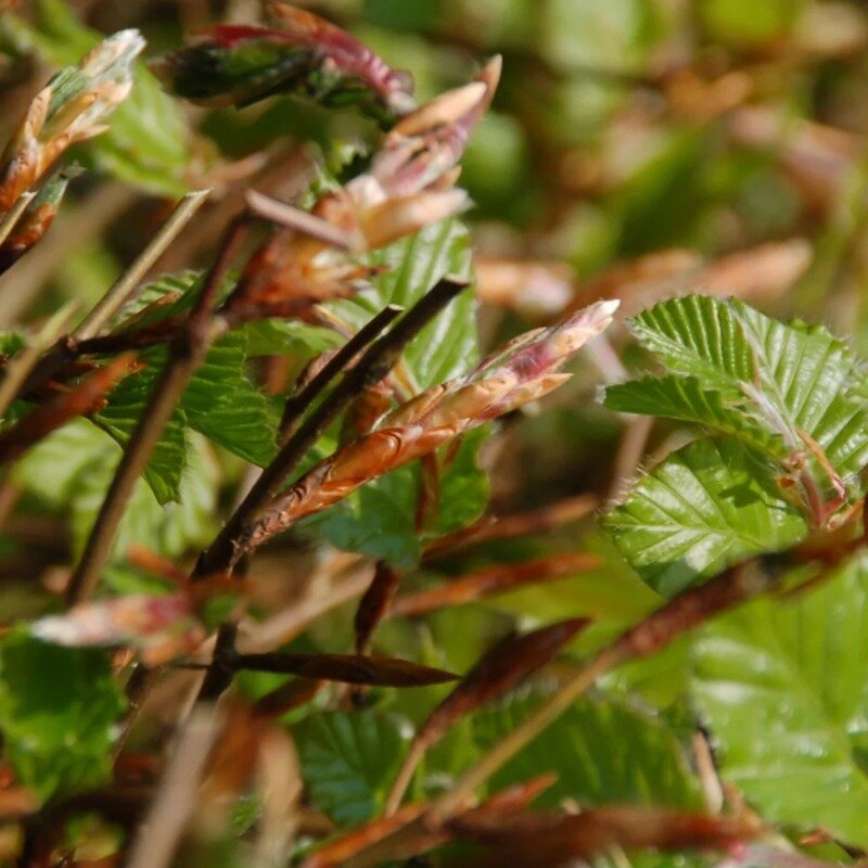 Haie de hêtre vert 