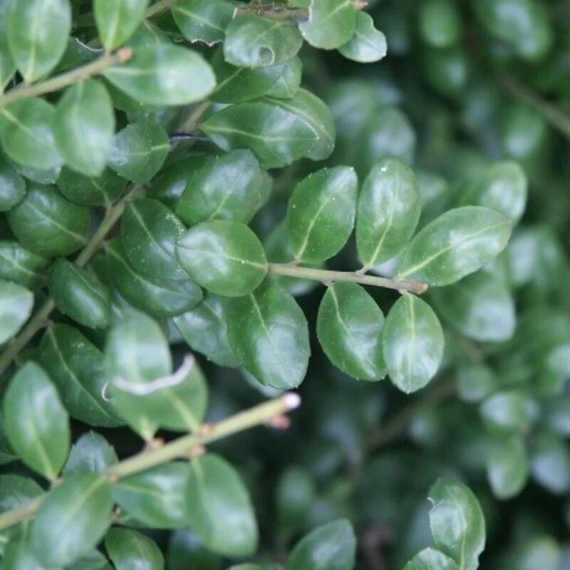 Ilex crenata « Convexa » 