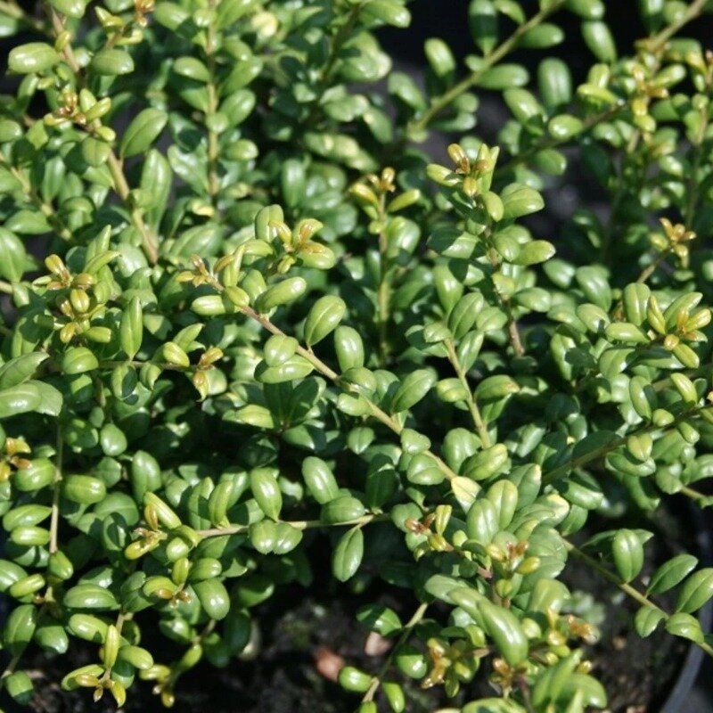 Ilex crenata « Convexa » 