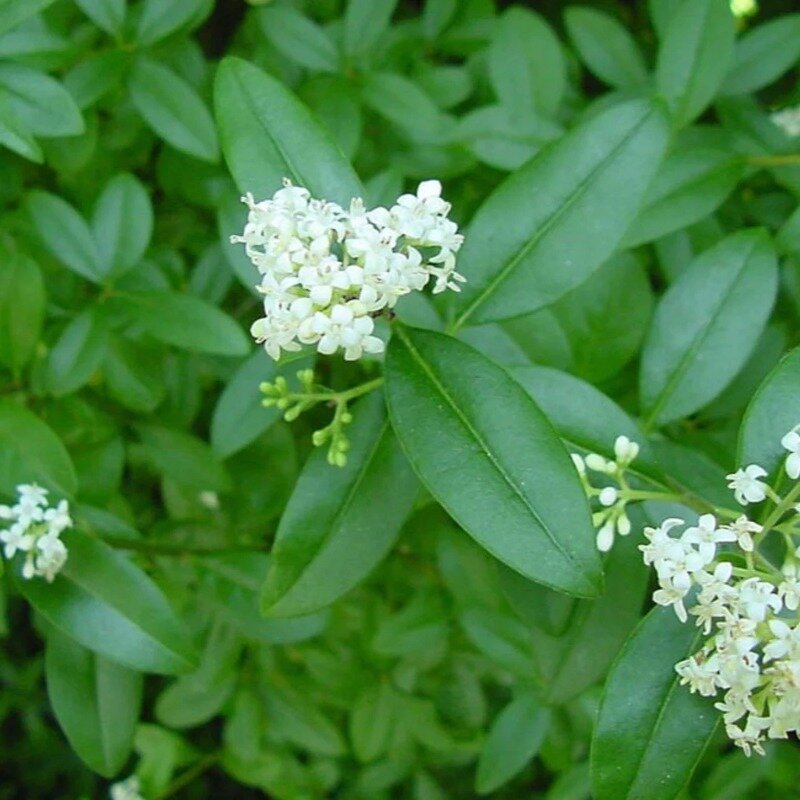 Haie de troènes fleurs
