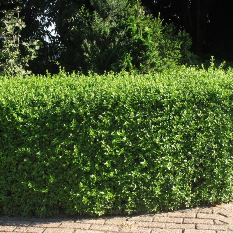 Haie de troènes dans le jardin
