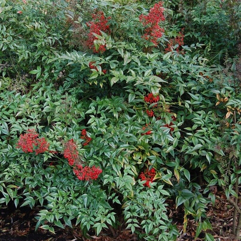 Bambou céleste 