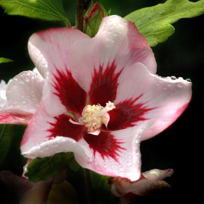 Hibiscus syriacus « Hamabo »