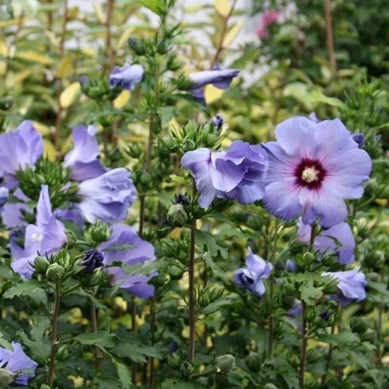 Hibiscus syriacus « Oiseau Bleu » 