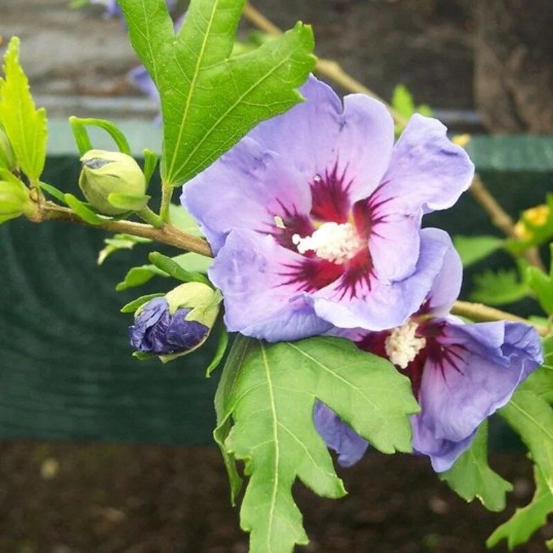 Hibiscus syriacus « Oiseau Bleu » 