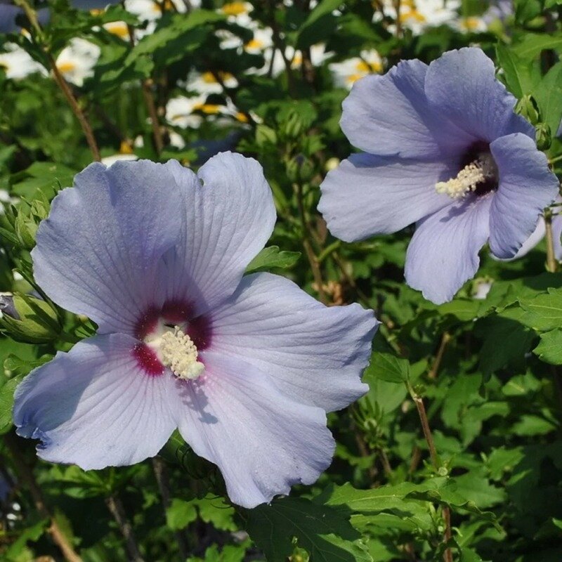 Hibiscus syriacus « Oiseau Bleu » 