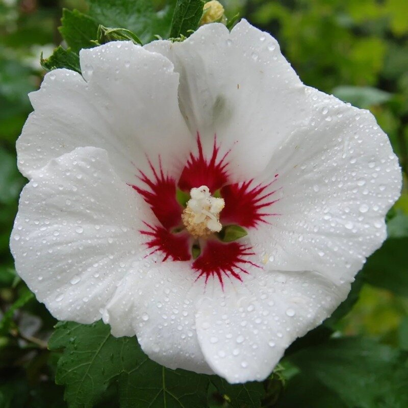 Hibiscus syriacus « Red Heart » 