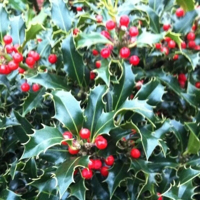 Ilex aquifolium « Alaska » 