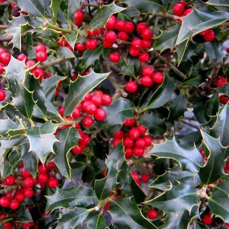 Ilex aquifolium « Alaska » 