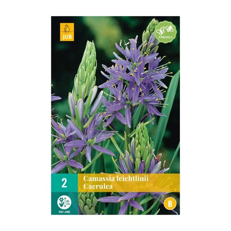 Camassia leichtlinii Caerulea (sachet de 2 pièces)