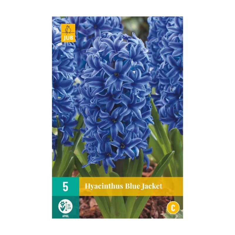 Jacinthes Blue Jacket (sachet de 5 pièces)