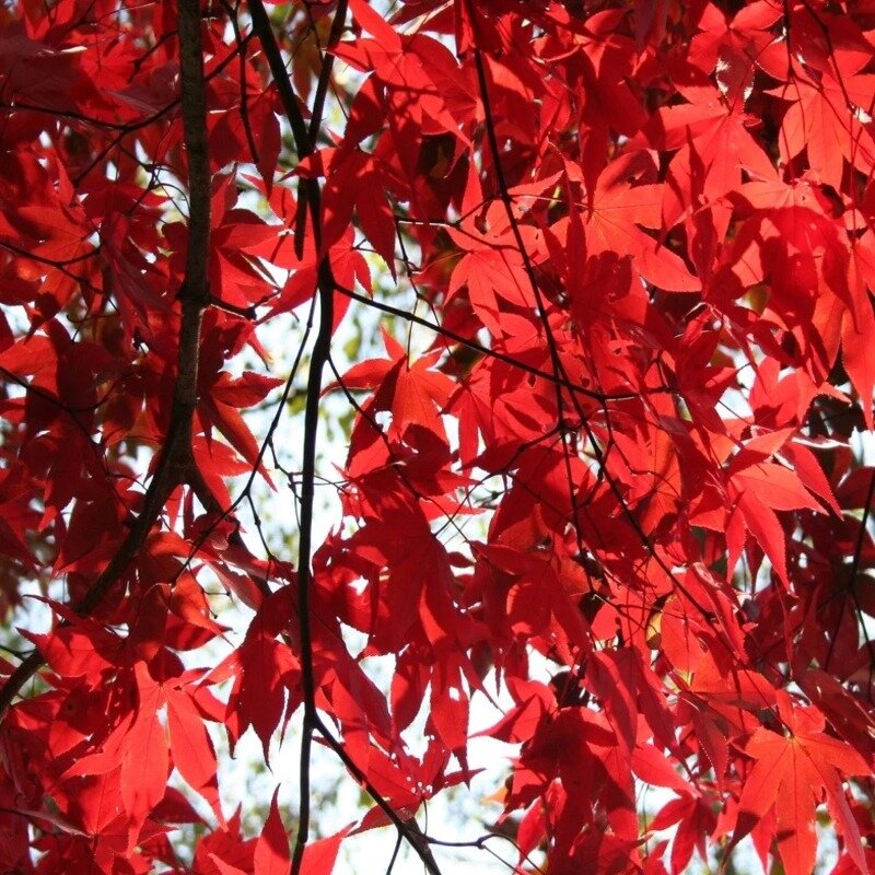 Erable du Japon mélange de 3 couleurs 