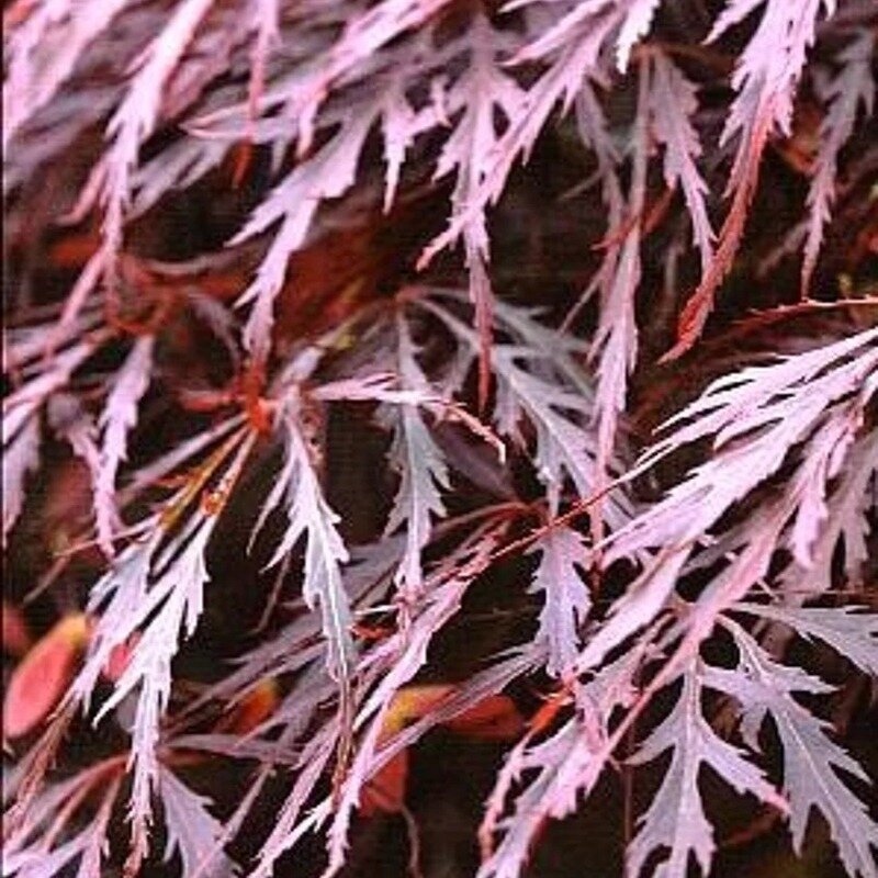 Erable du Japon rouge à petites feuilles 