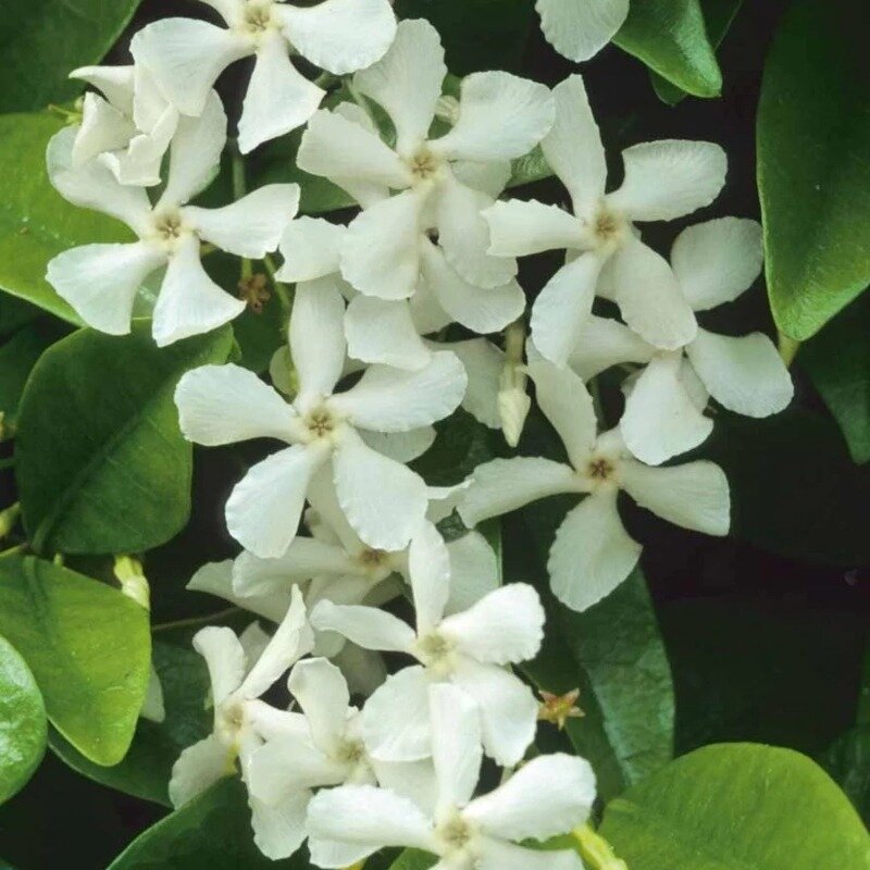 Witte bloemen van de Sterjasmijn
