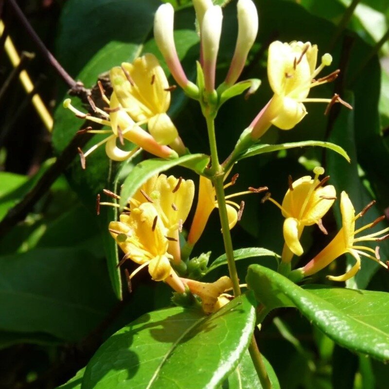 Chèvrefeuille « Copper Beauty » 