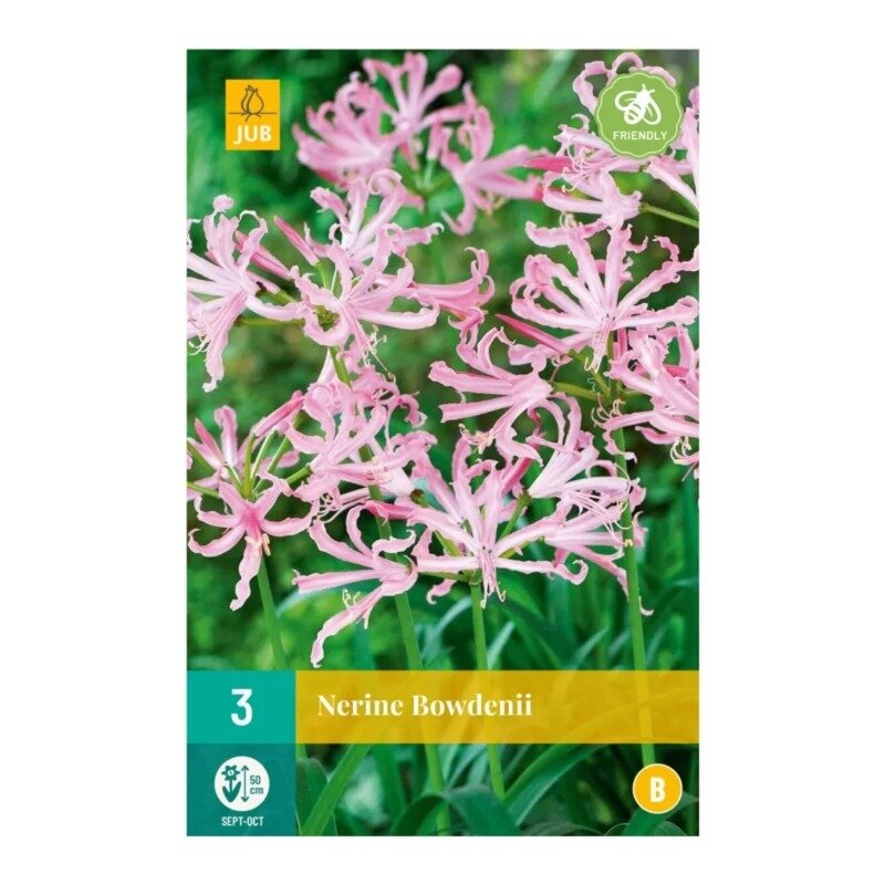 Nerine Bowdenii