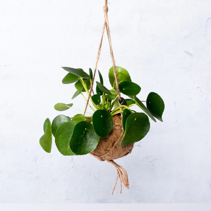 Kokodama Pilea Peperomioides (Plante à monnaie chinoise)