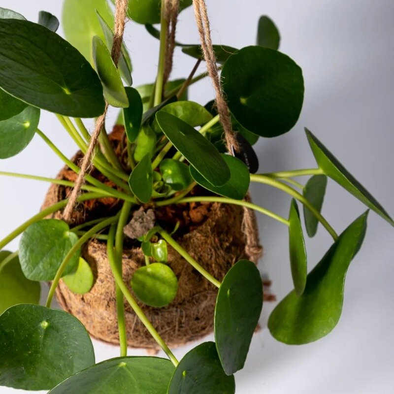 Kokodama Pilea Peperomioides (Plante à monnaie chinoise)