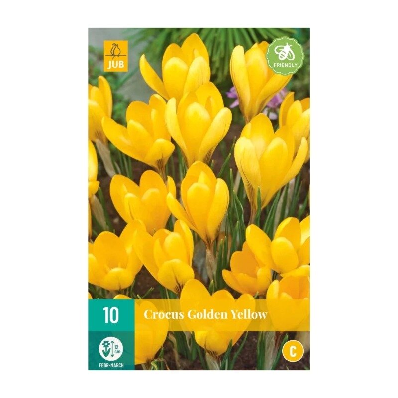 Crocus Golden Yellow (sachet de 10 pièces)