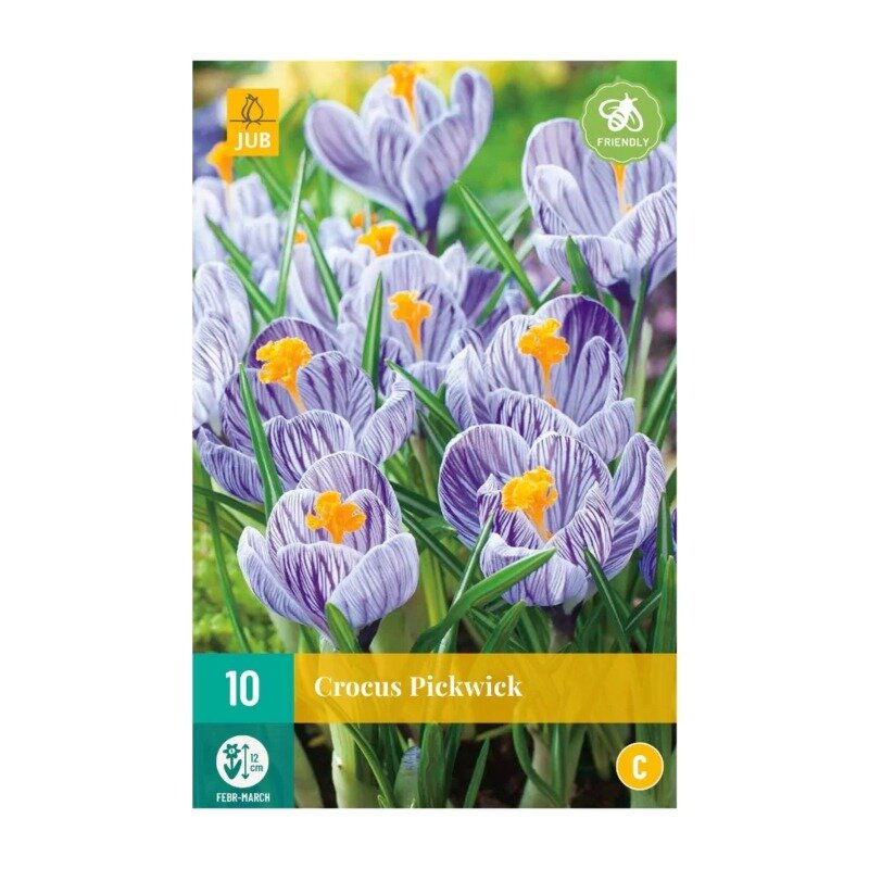 Crocus Pickwick (sachet de 15 pièces)