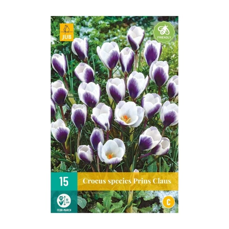 Crocus Prins Claus (sachet de 15 pièces)