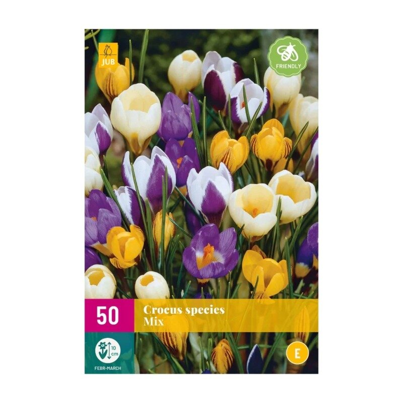 Espèces de crocus Mélange (sac XXL 50 pièces)