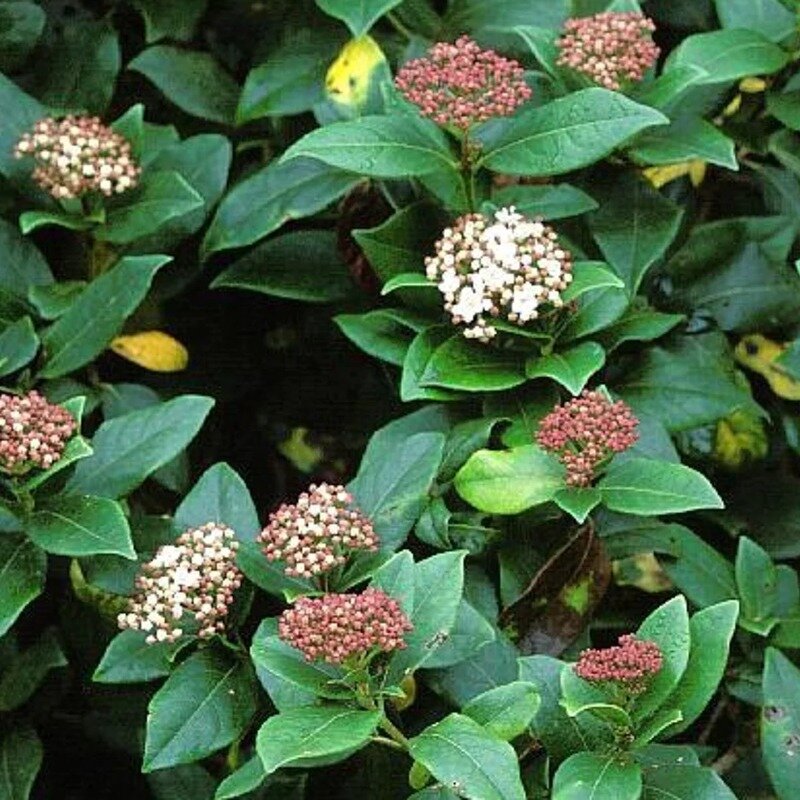 Viburnum tinus