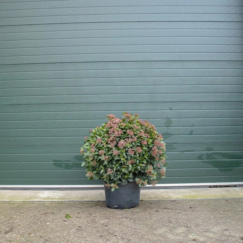 Viburnum tinus 75-85 cm