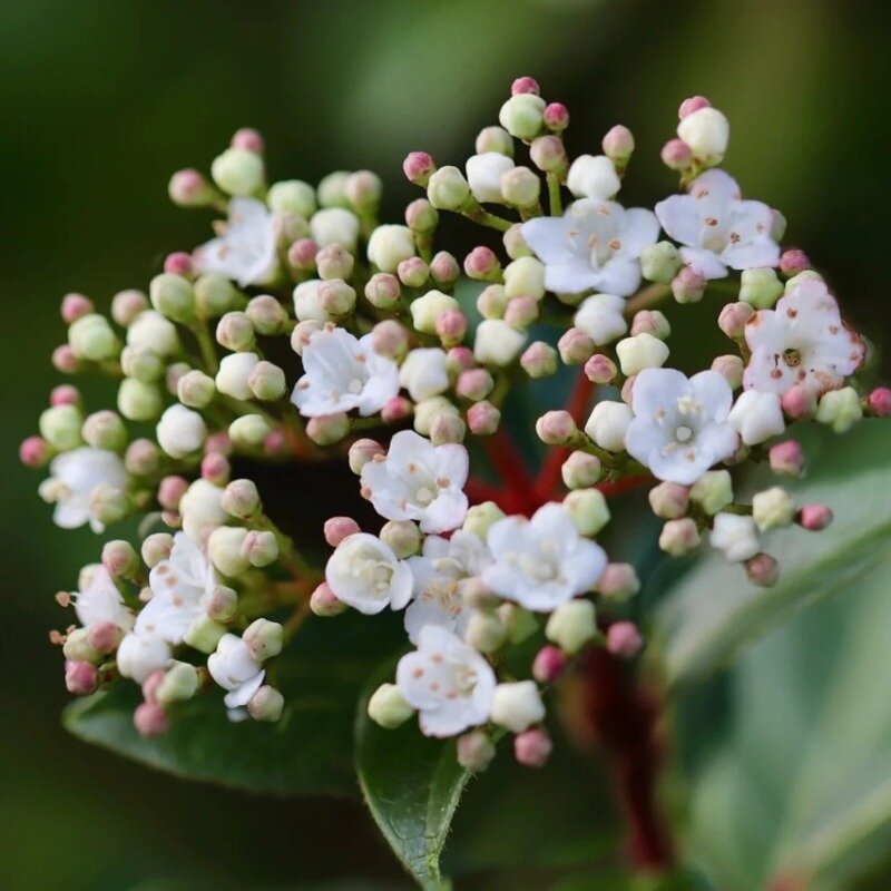 Viburnum tinus fleurs