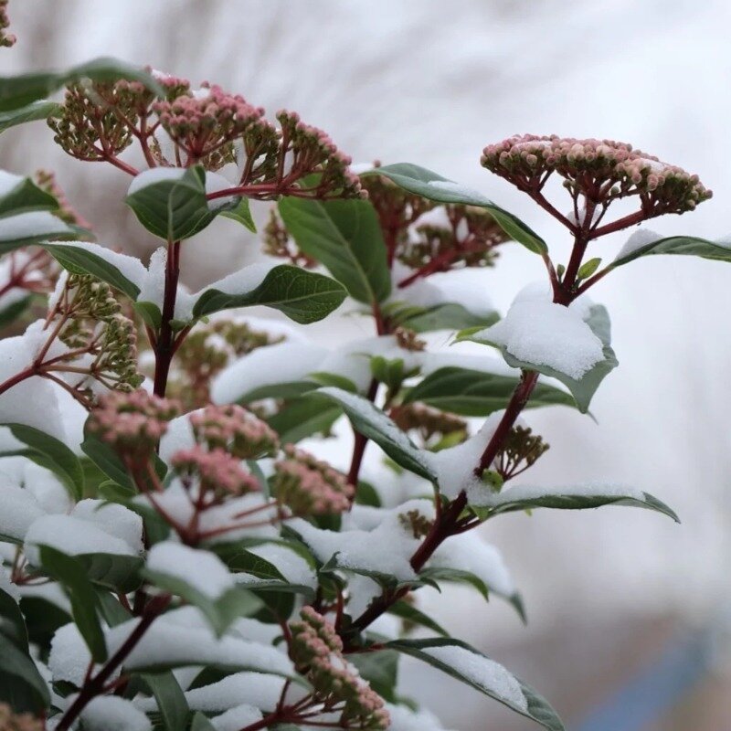 Viburnum tinus fleurs