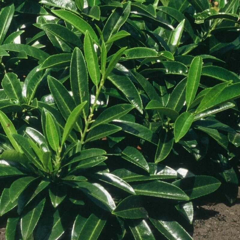 Laurier-cerise « Grüner Teppich » 