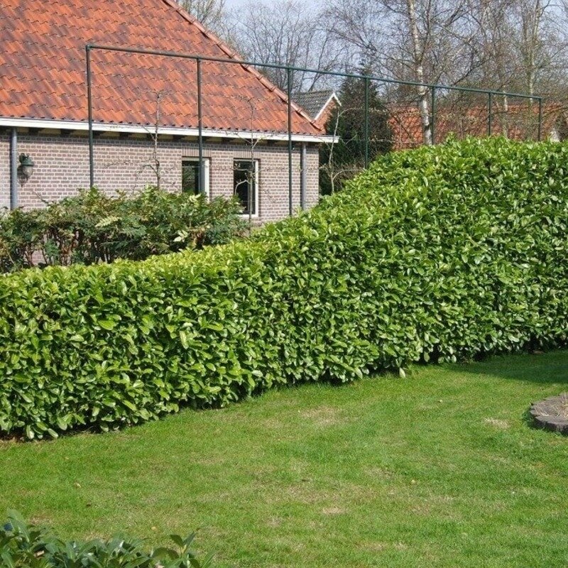 Haie de laurier « Rotundifolia » 