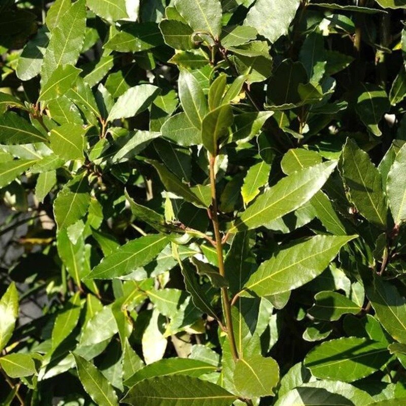 Laurus nobilis