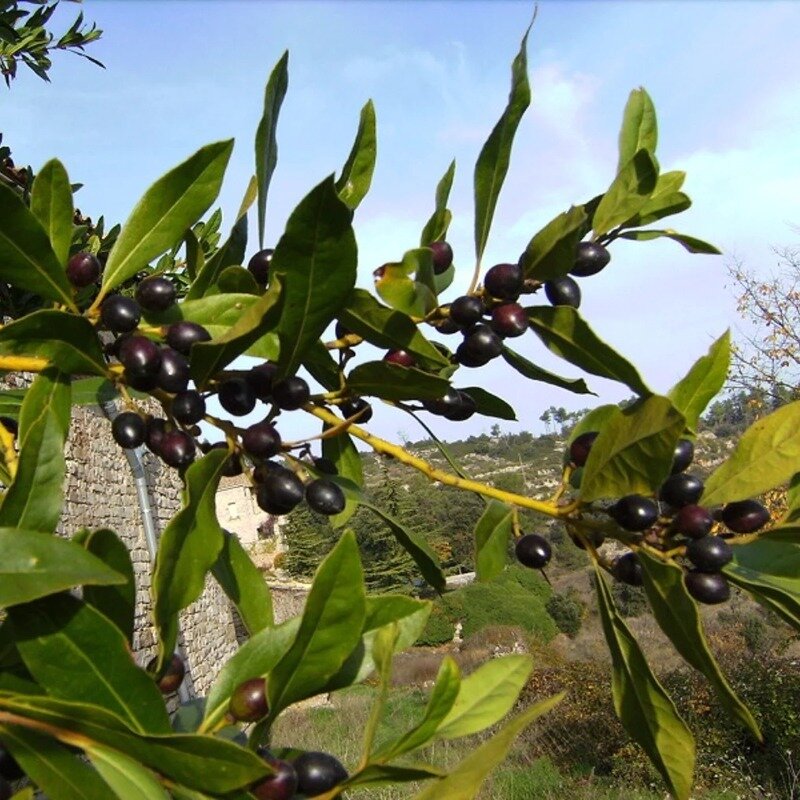 Laurus nobilis