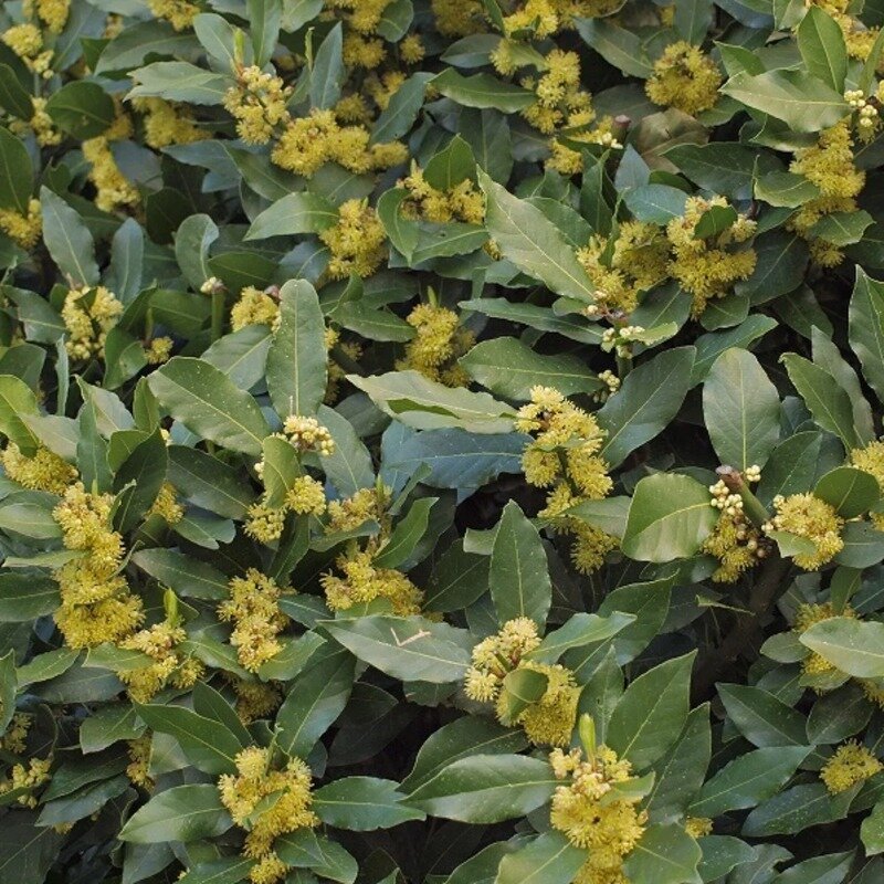 Laurus nobilis