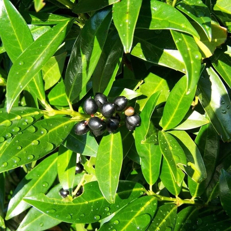 Laurus nobilis sur pied