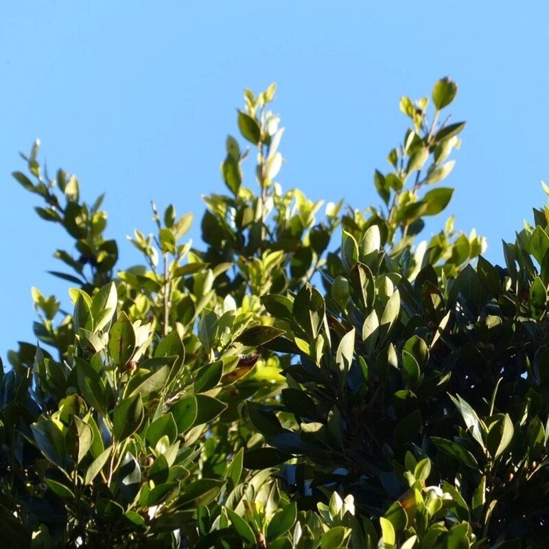 Laurus nobilis sur pied 