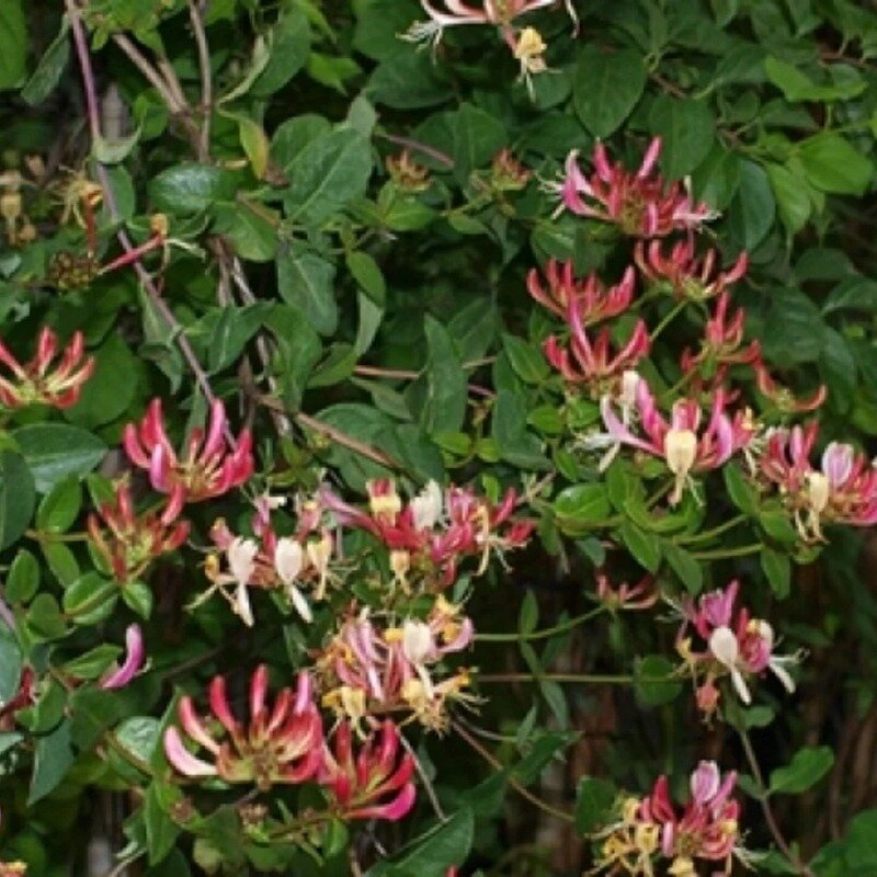  Le Lonicera heckrottii