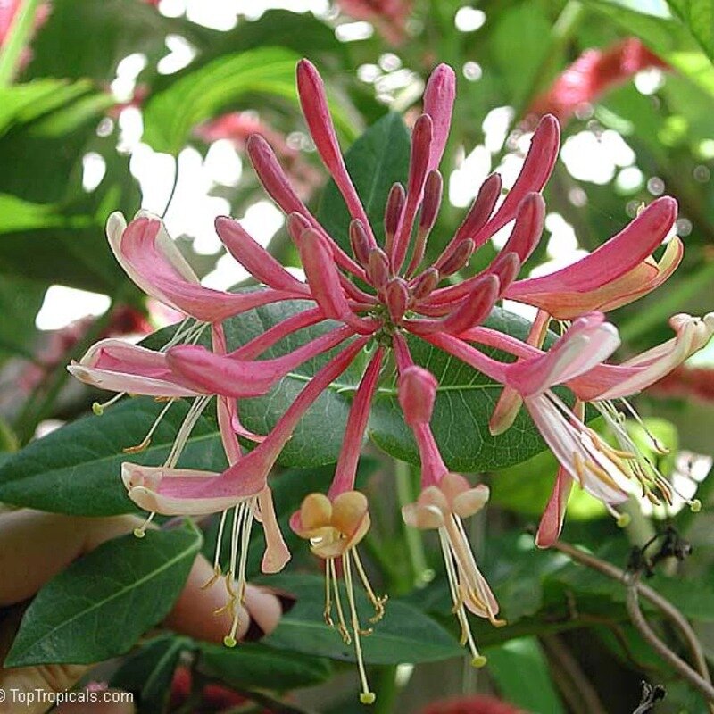  Le Lonicera heckrottii