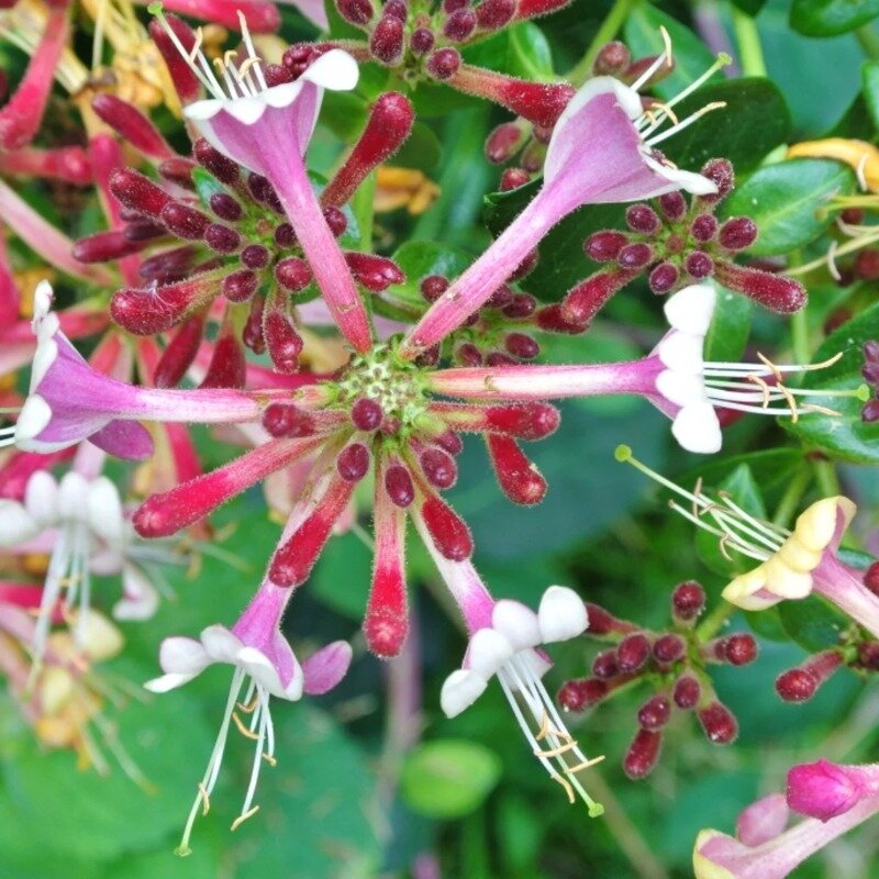  Le Lonicera heckrottii