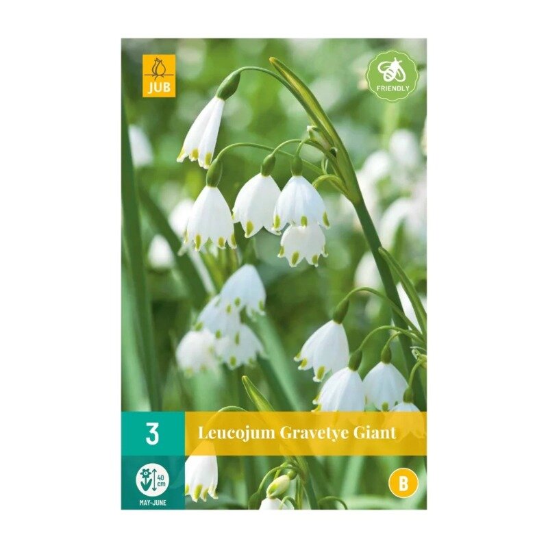 Leucojum Gravetye Giant (sachet de 3 pièces)