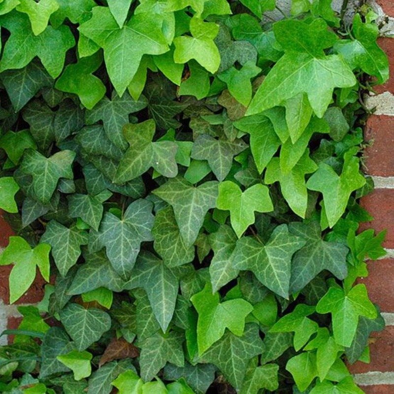 Lierre à petites feuilles 